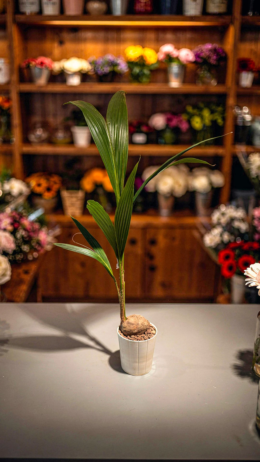 COCOS-PALM-v2